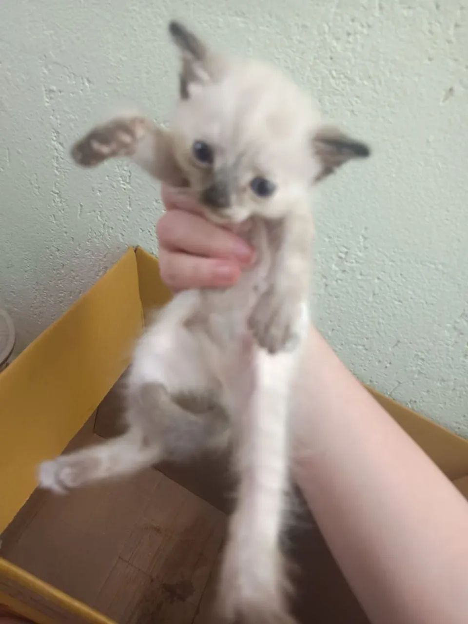 Gatinhos filhotes (não sei identificar sexo) - Foto 3