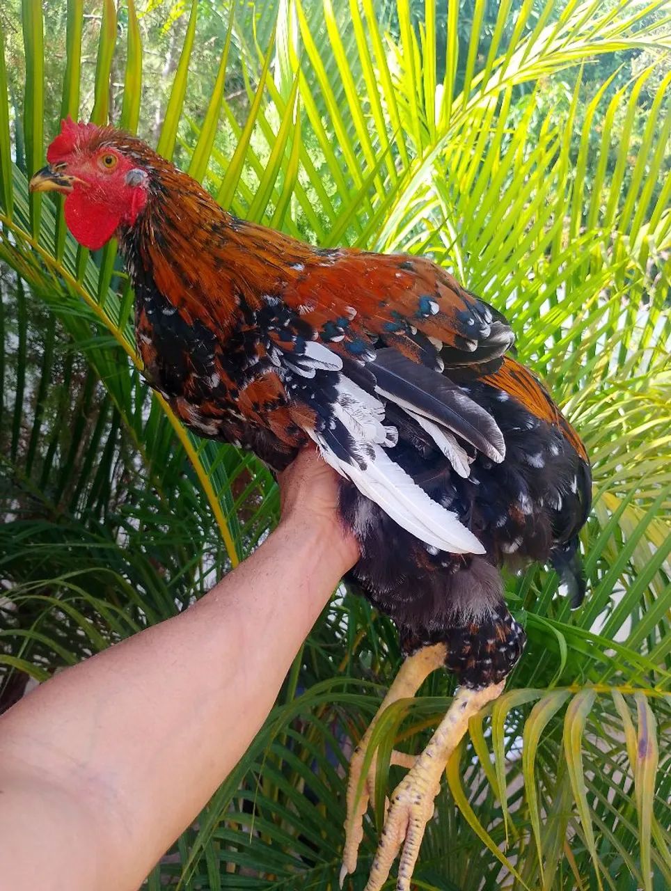 Aves da raça gsb 