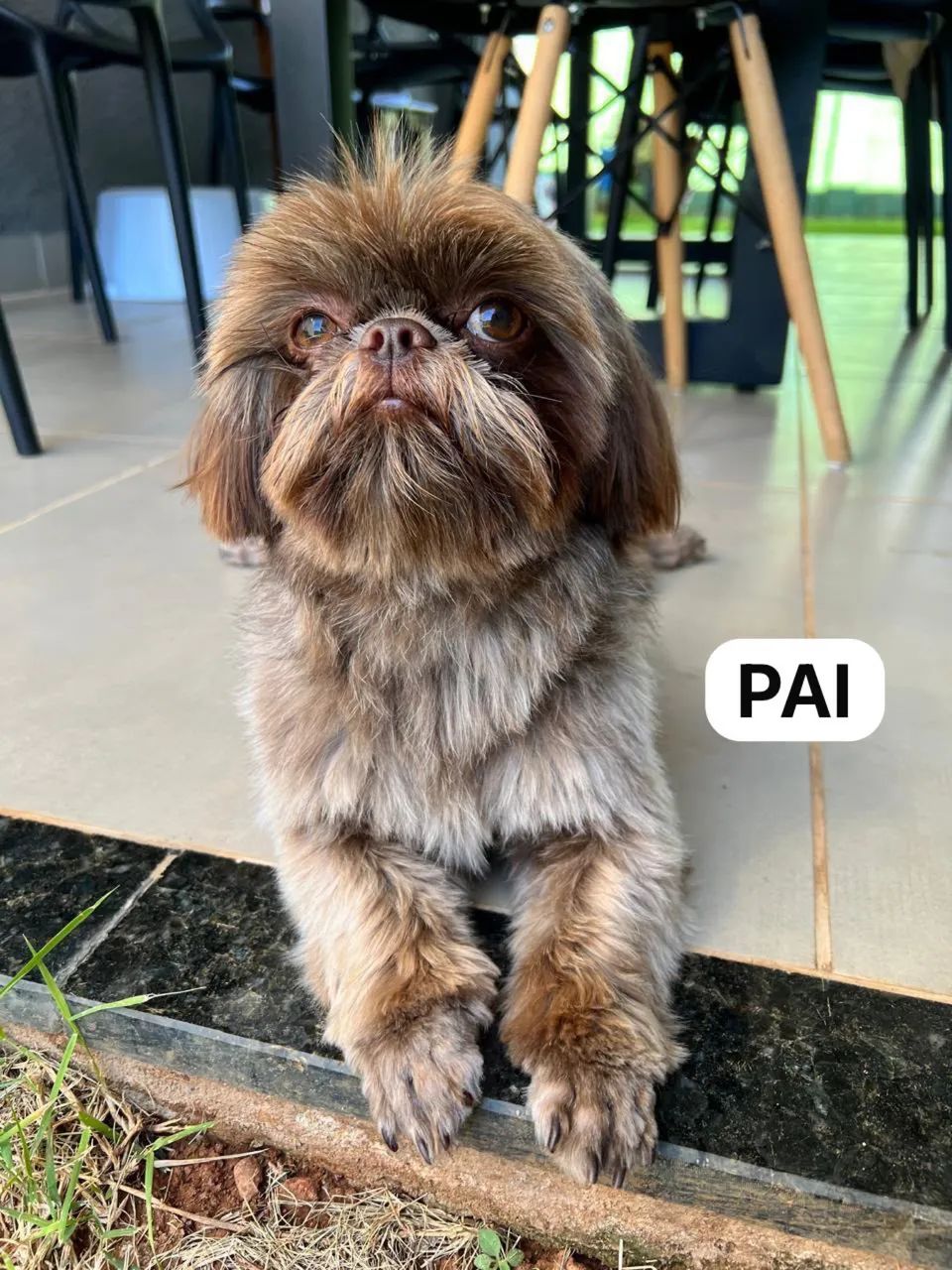Doação de cachorros  - Foto 3