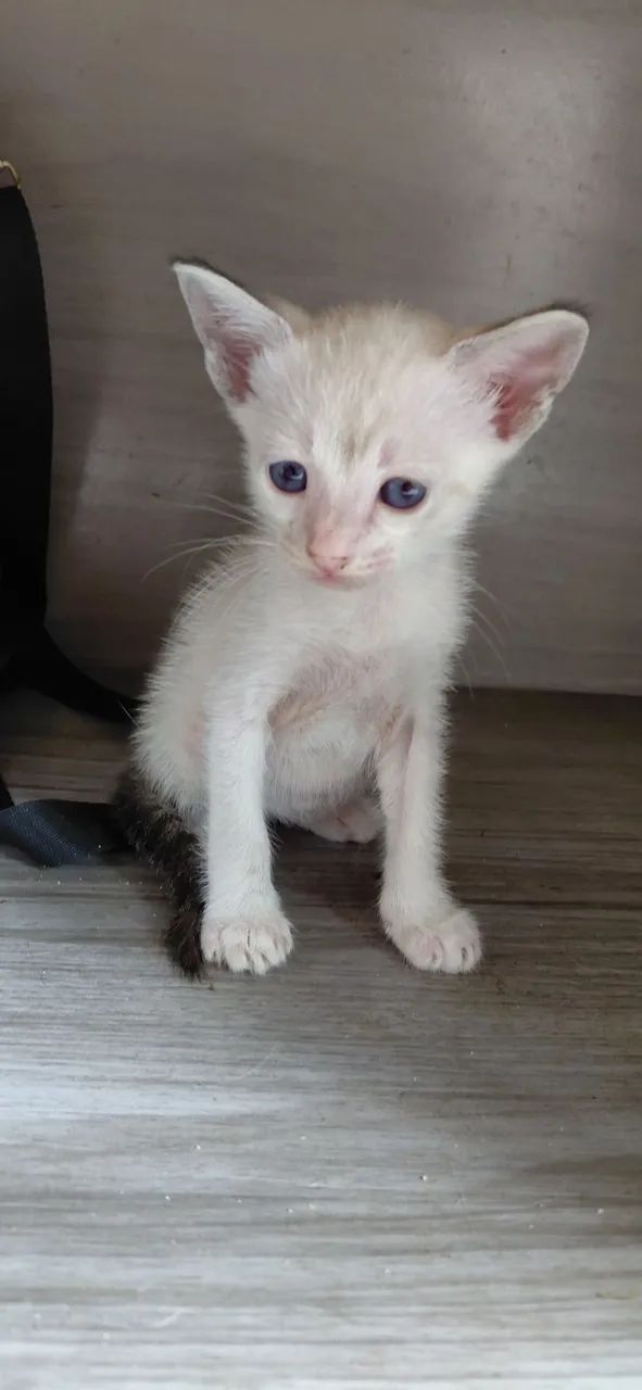 Gatinhos