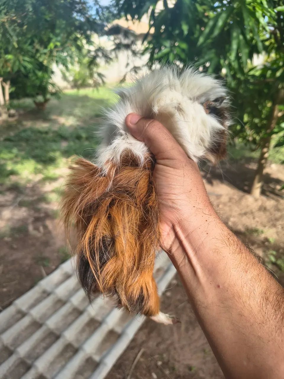 Porquinhos da índia MACHOS - Foto 4