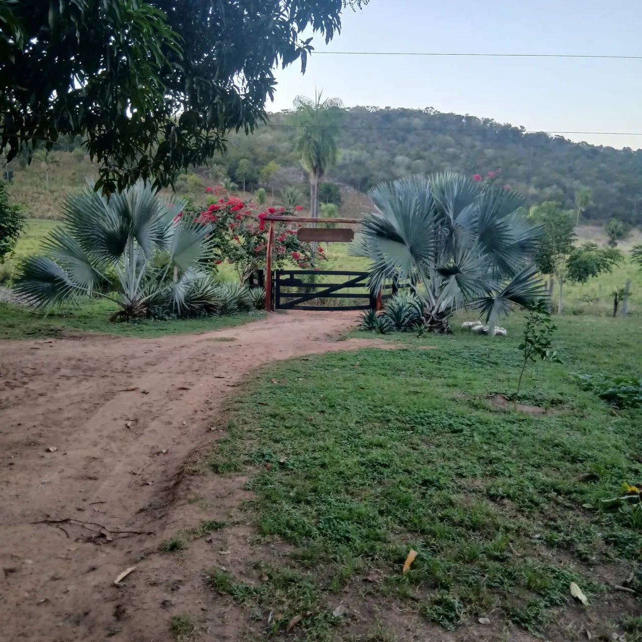 SÍTIO 15 HECT / HORTALIÇAS / ARVORES FRUTÍFERAS  - Foto 2