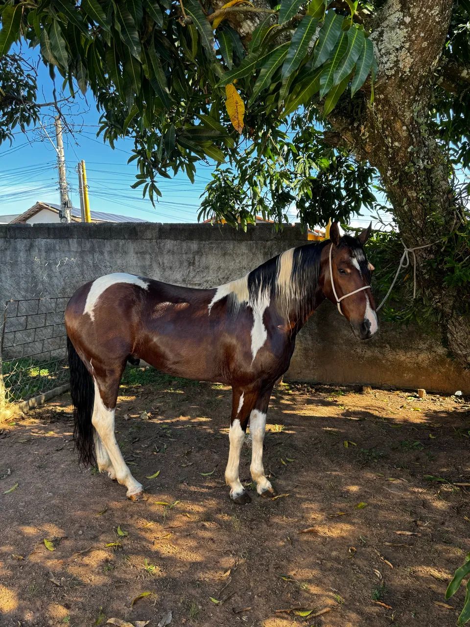 Cavalo  - Foto 3