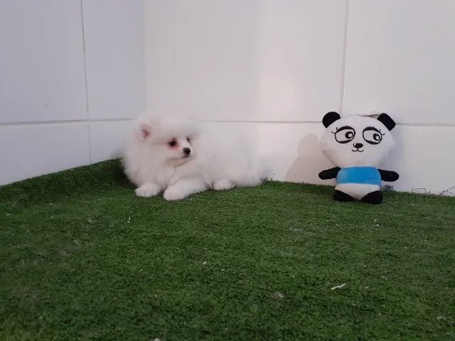 -Spitz Alemão Anão- - Foto 2
