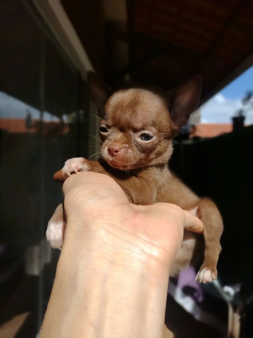 Chihuahua macho  - Foto 5