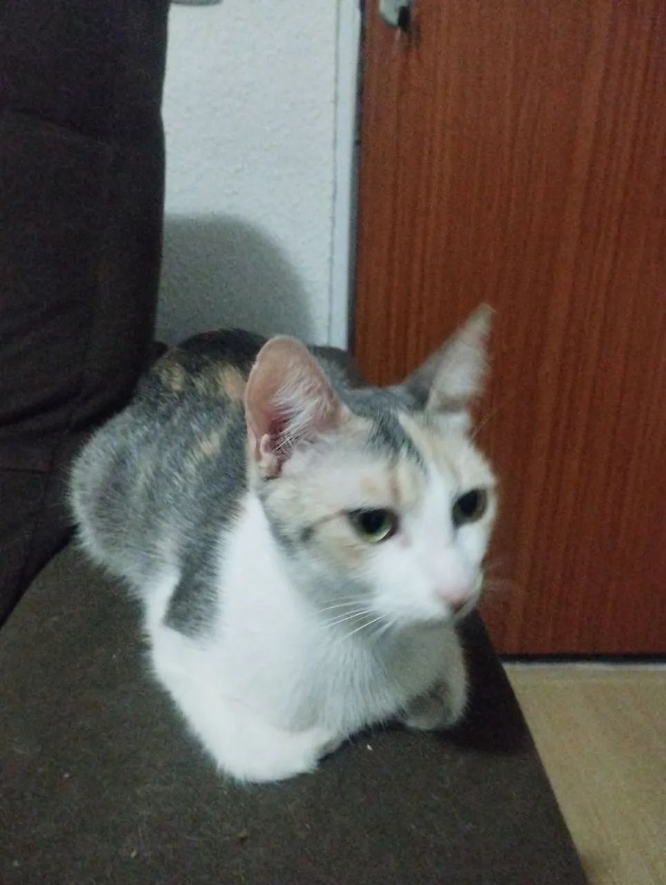 Doação de gatos fêmea  - Foto 2