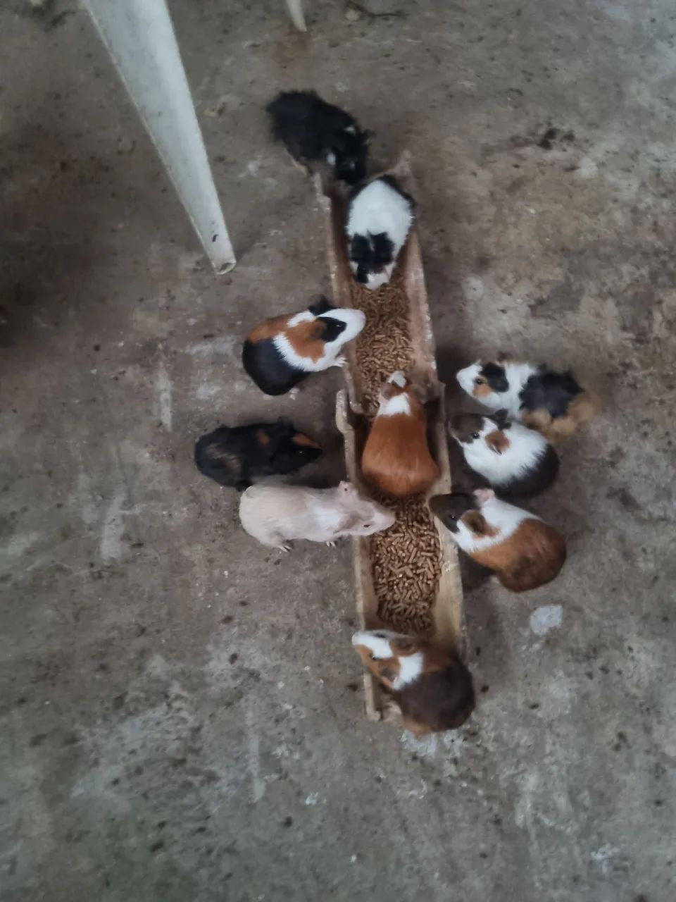 Vende-se porquinhos da índia  - Foto 2