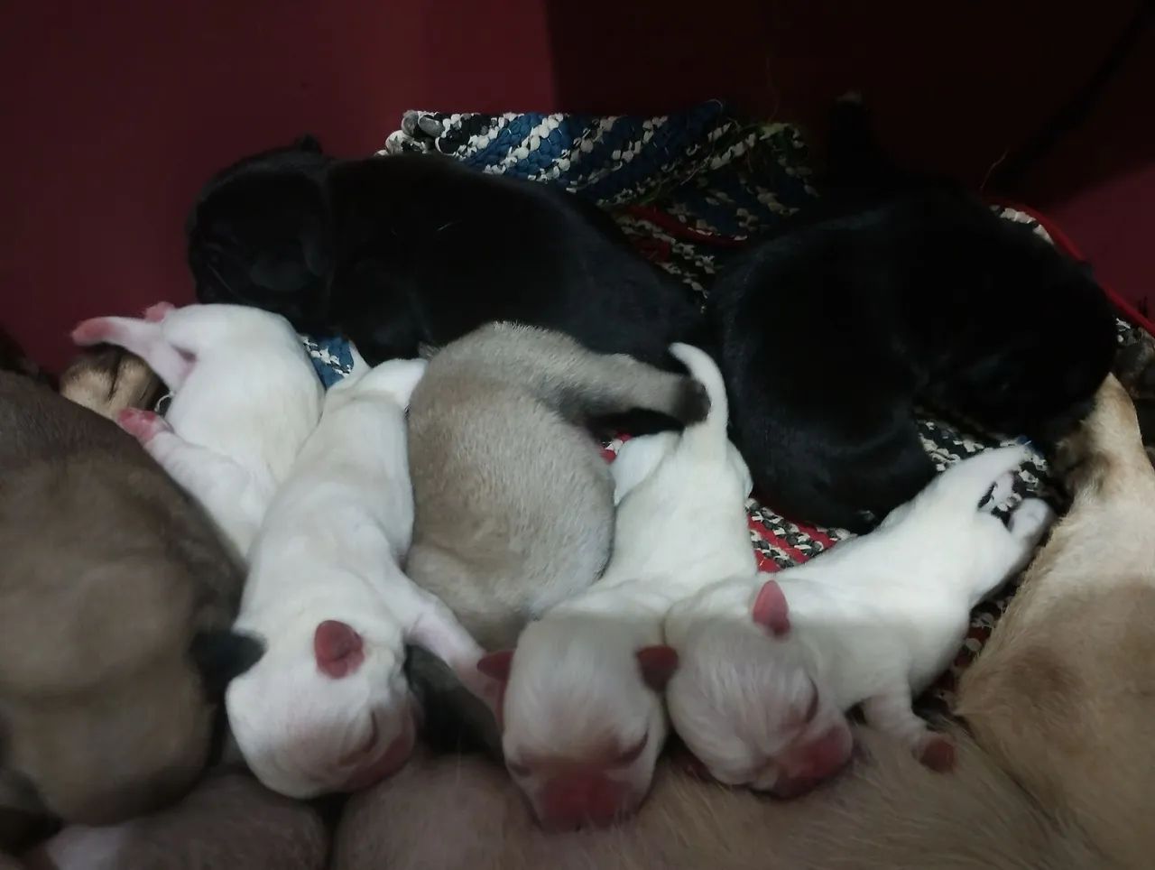 Bebês de Pug pra reserva  - Foto 4