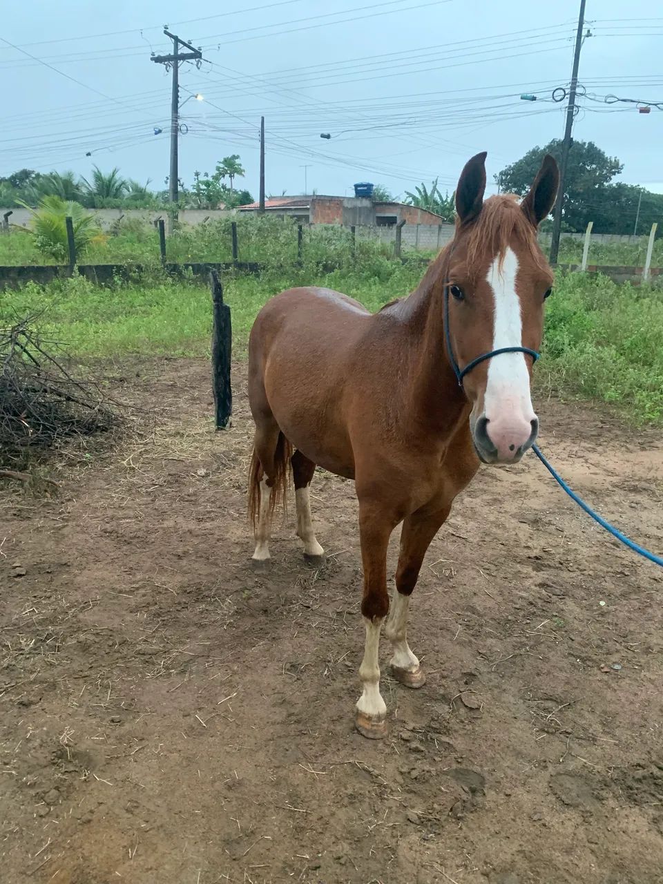Cavalo de macha batida  - Foto 3