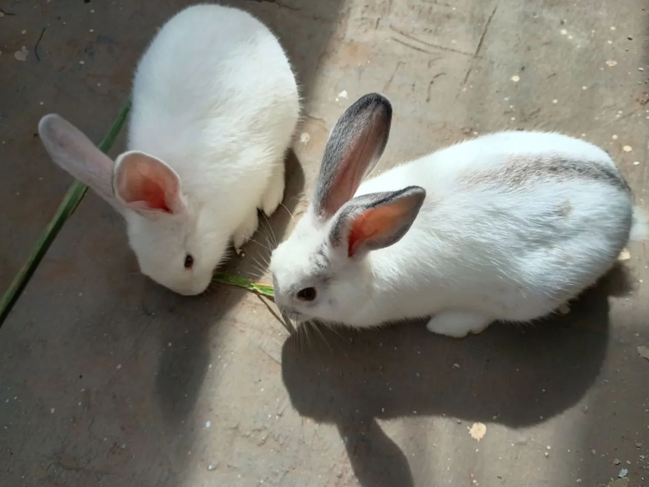 Adoção responsável! - Foto 2