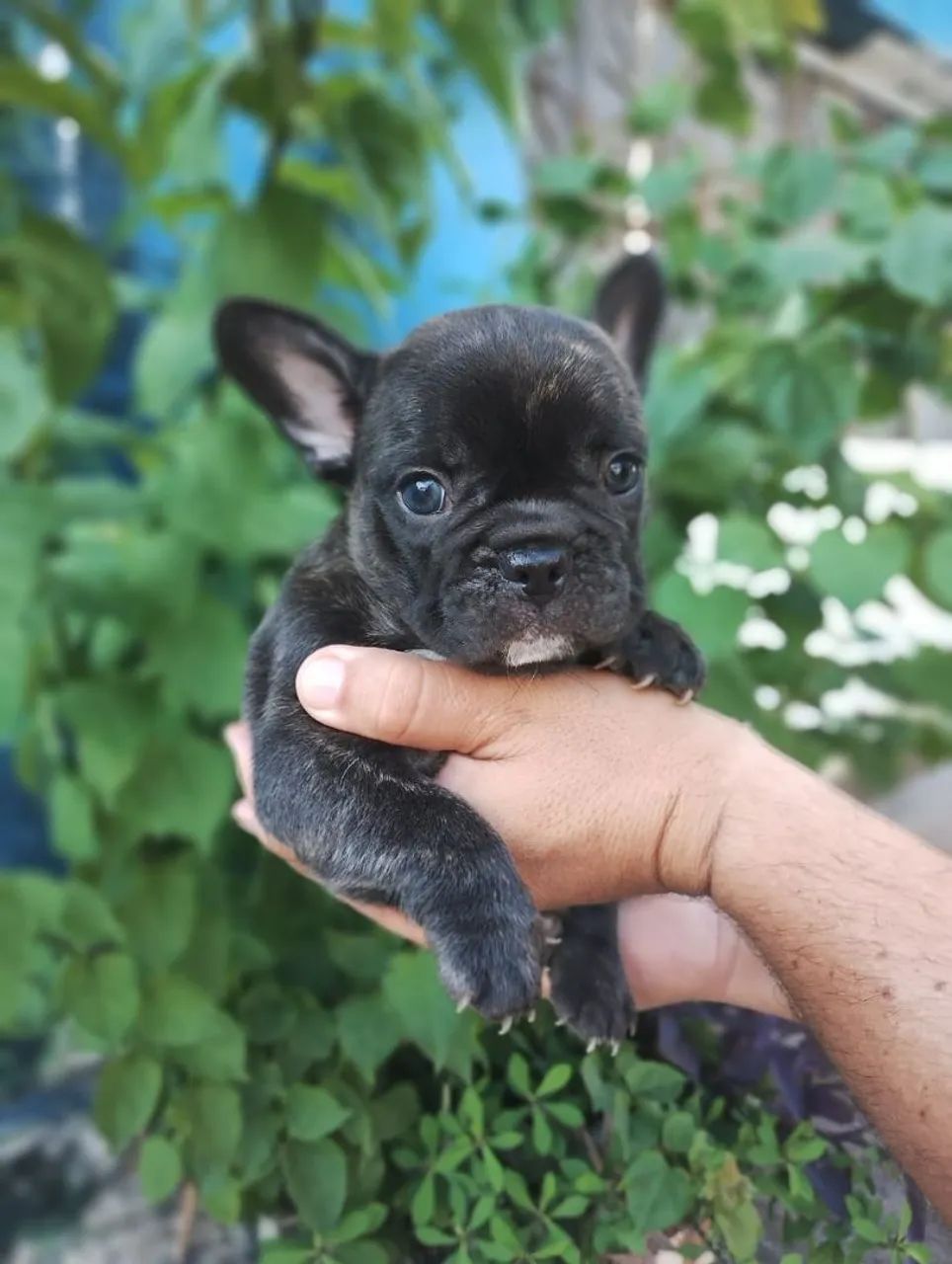Bulldog francês Macho tigrado!
