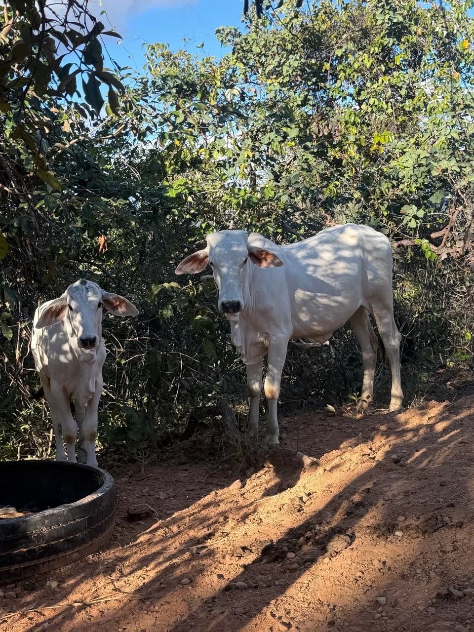 Vendo novilha