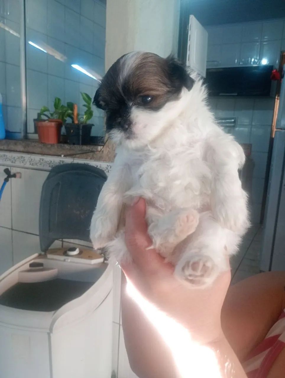 Animais  - Foto 3
