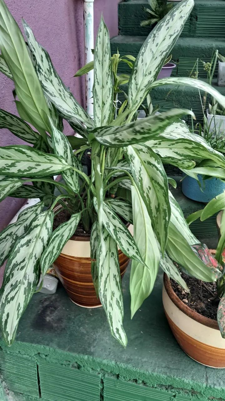 Aglaonema de cinema
