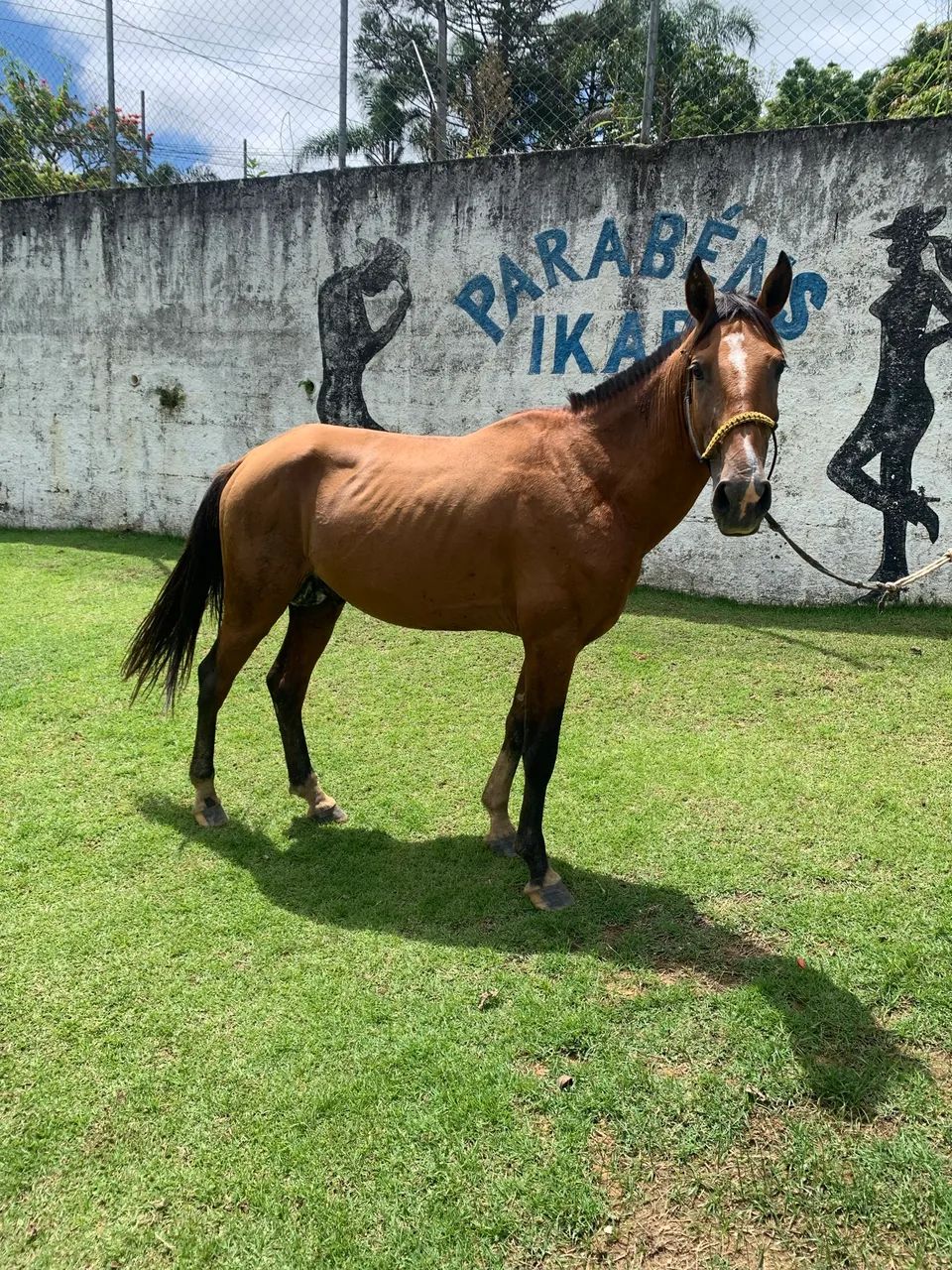 Cavalo de Charrete 
