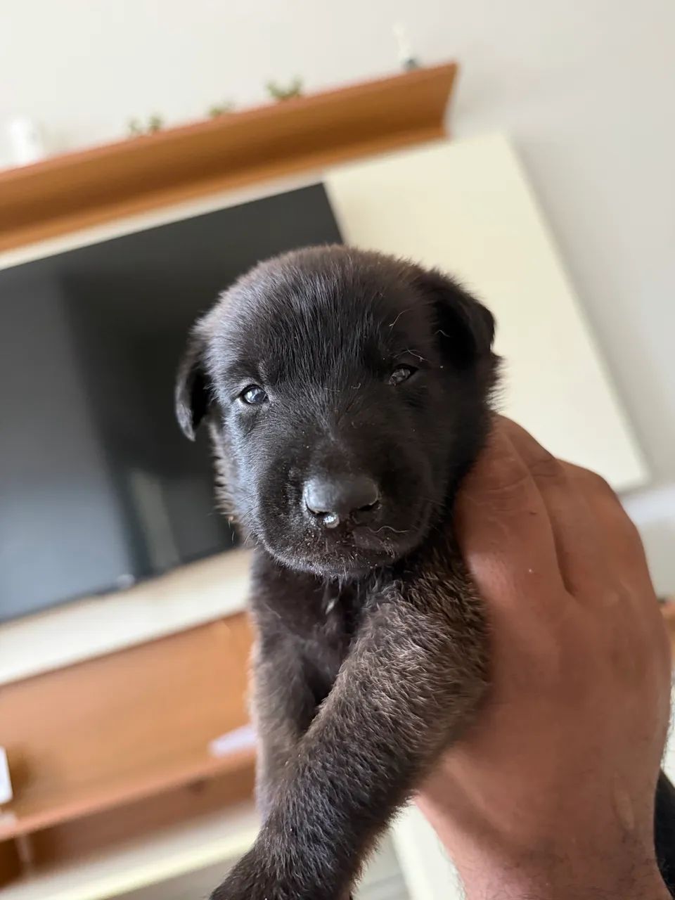 Cachorro 
