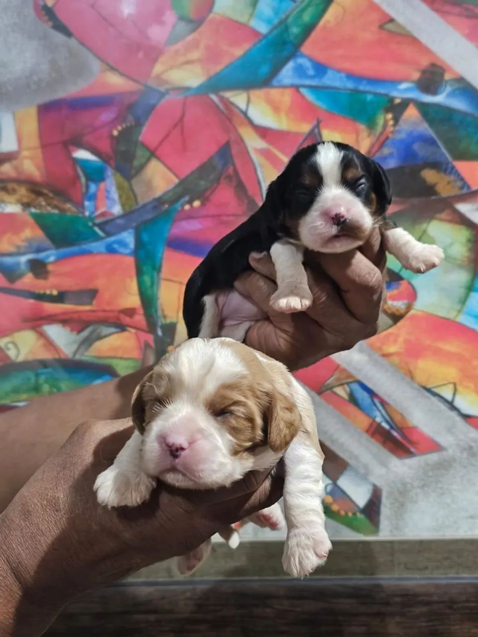Cavalier King Charles spaniel  - Foto 3