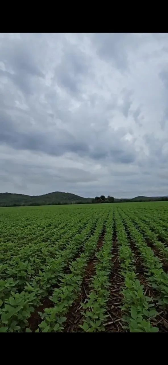 FAZENDA EM CHAPADA DA NATIVIDADE - TOCANTINS - Foto 5