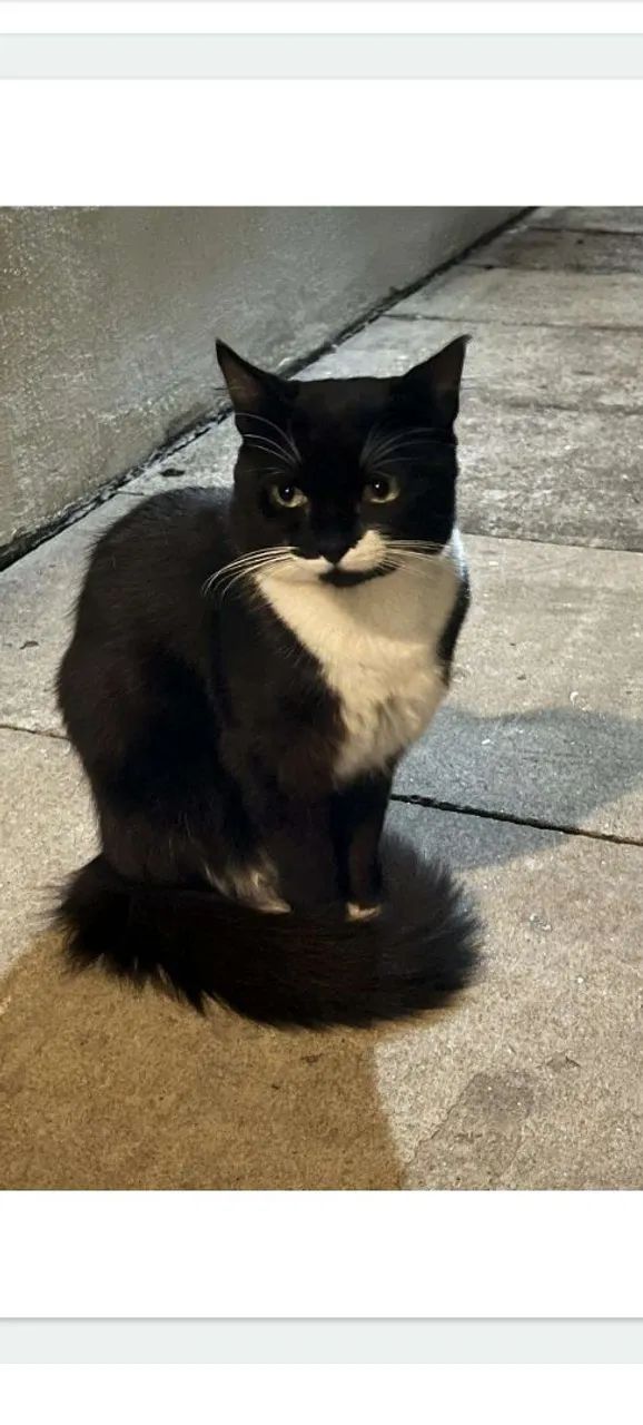 Adoção Gatinhos/SP - Foto 2