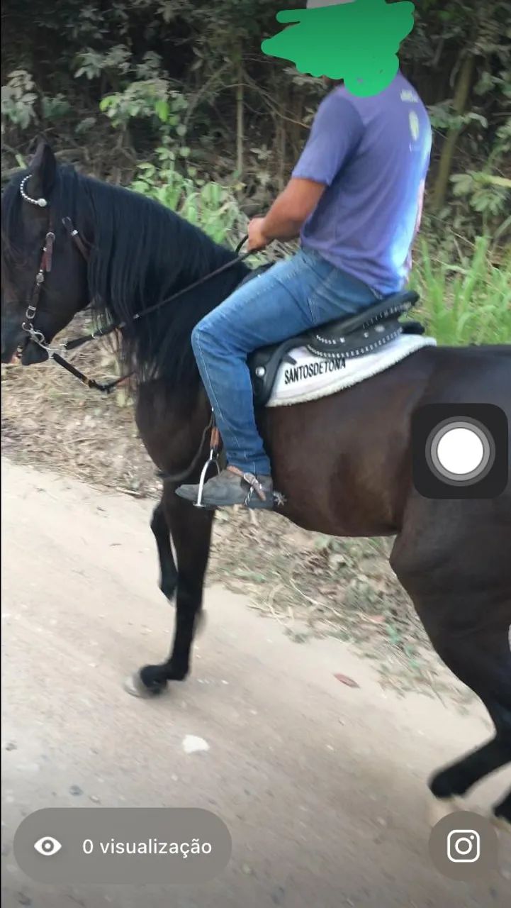 CAVALO QM PRETO 