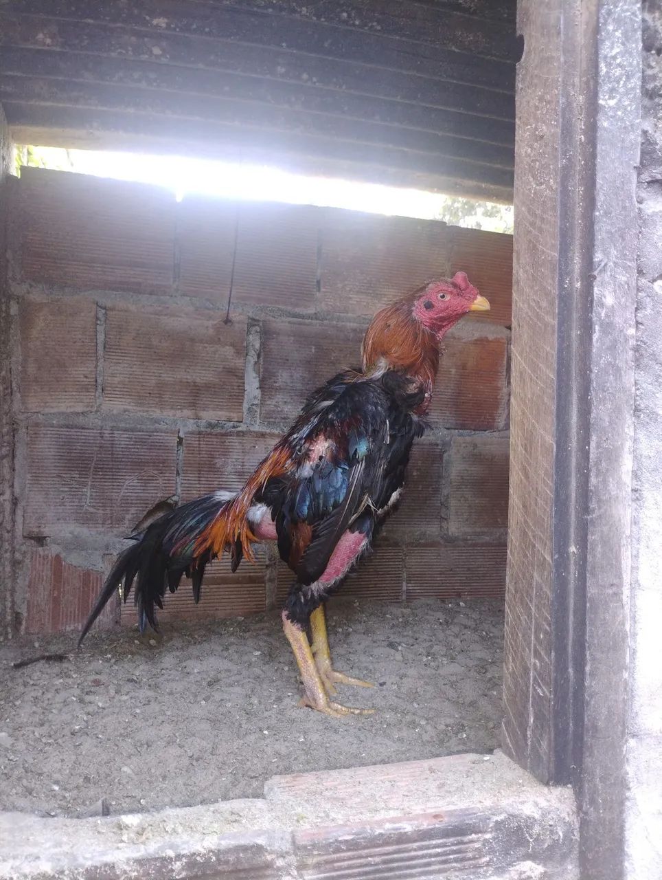 Frango mura - Foto 2
