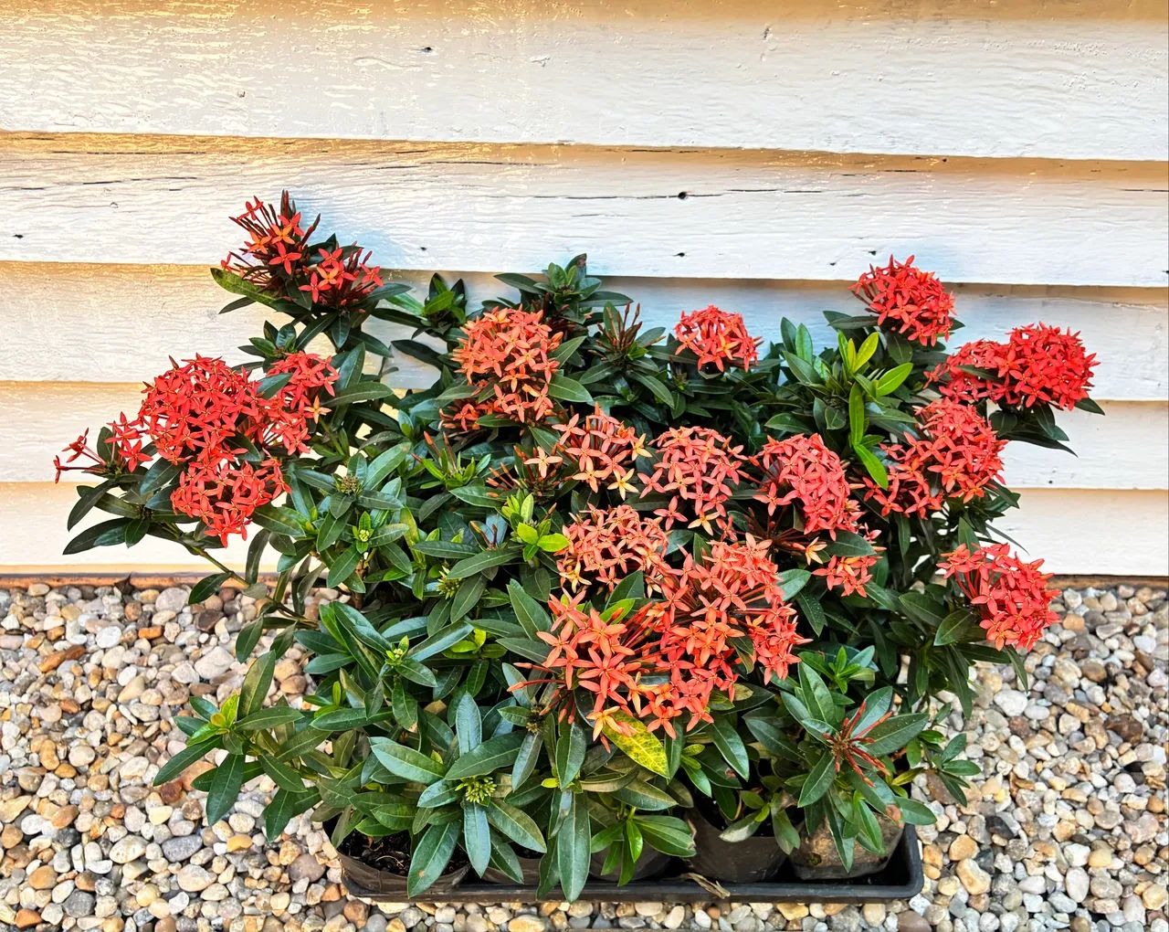 Mini ixoras para plantas resistentes e floríferas pra jardim vermelha e amarela - Foto 2