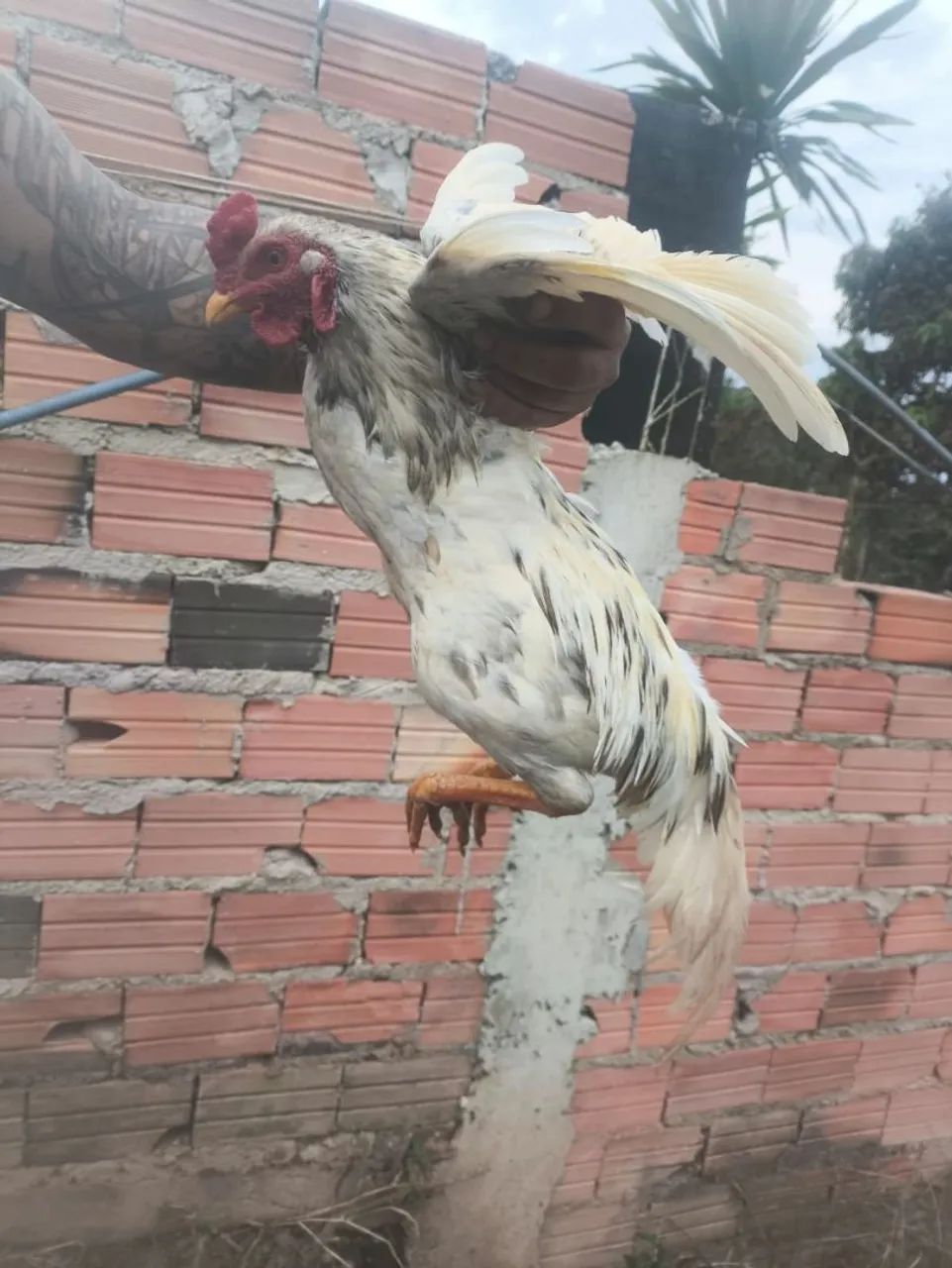 Galo garnisé 