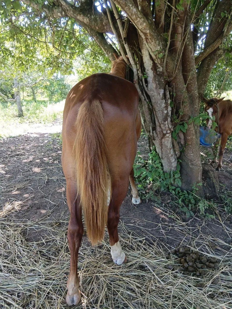 Potro QM  - Foto 3