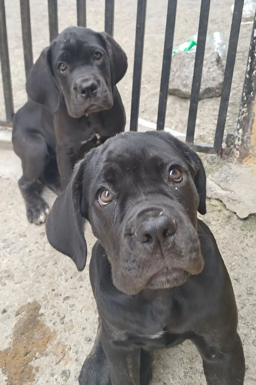 Cane corso filhotes - Foto 3