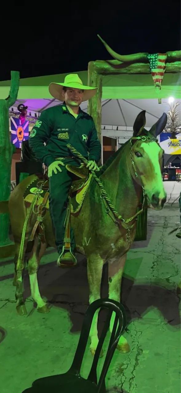 Burro de patrão  - Foto 4