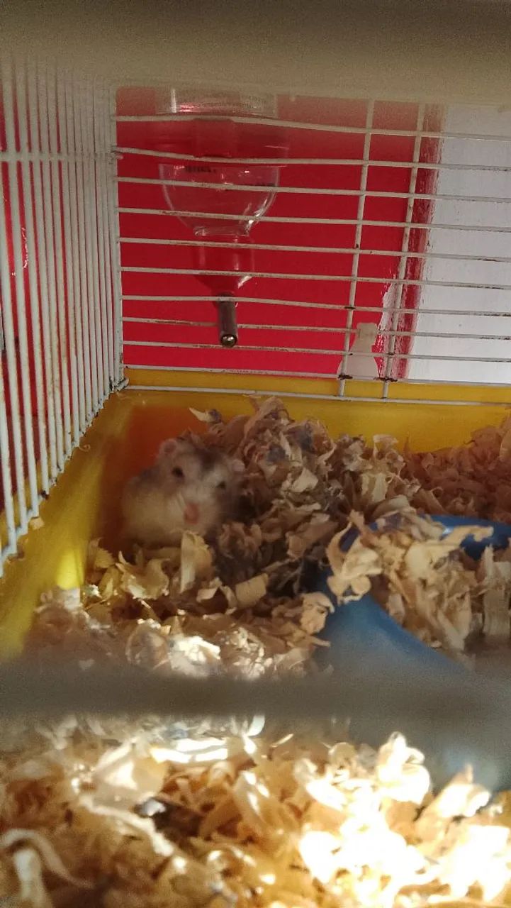 Hamster ?