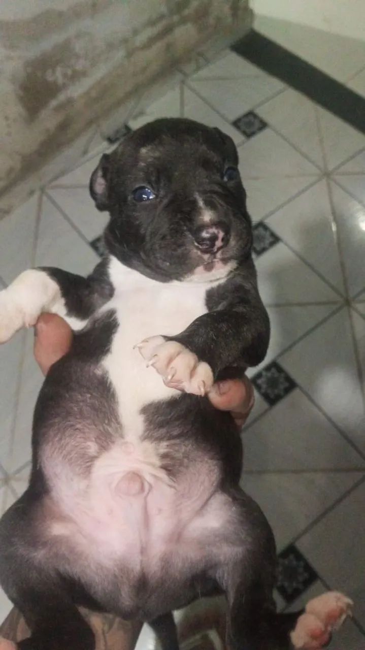 Vende-se Pitmonster  - Foto 2