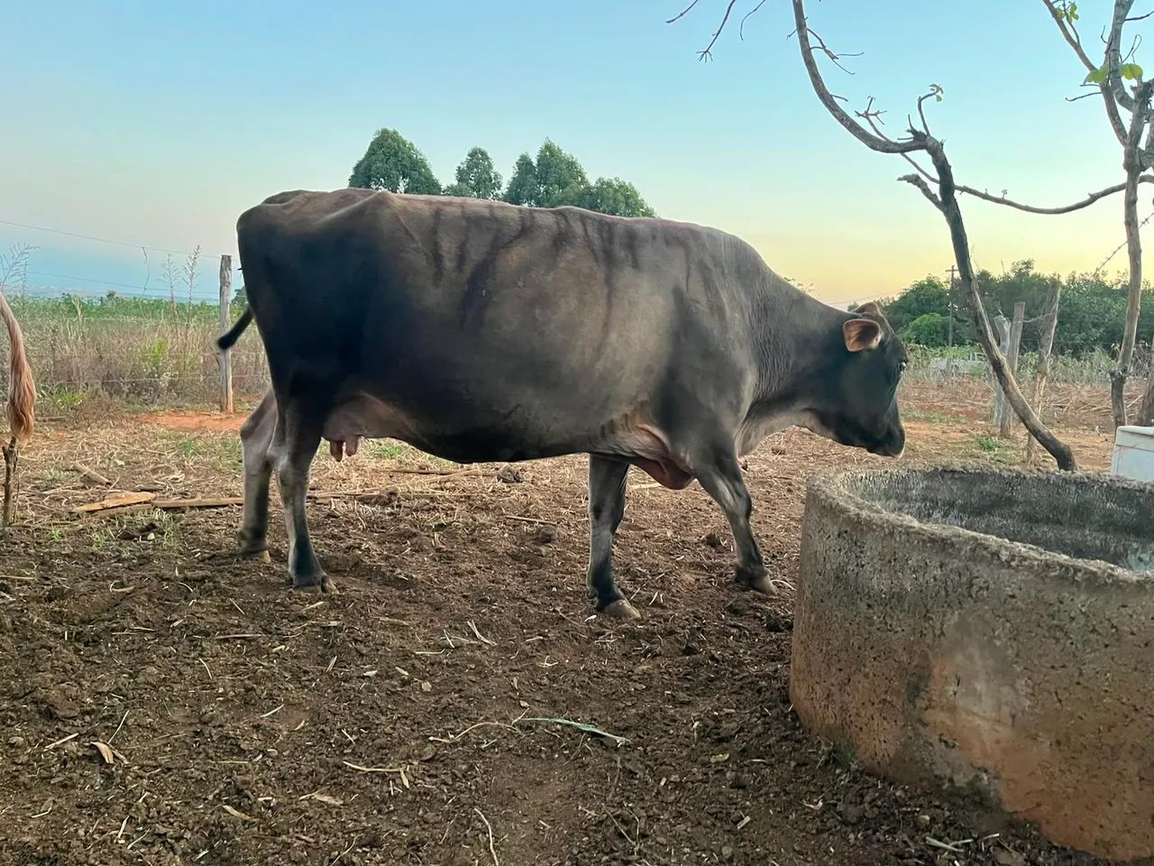 Vacas - Foto 5
