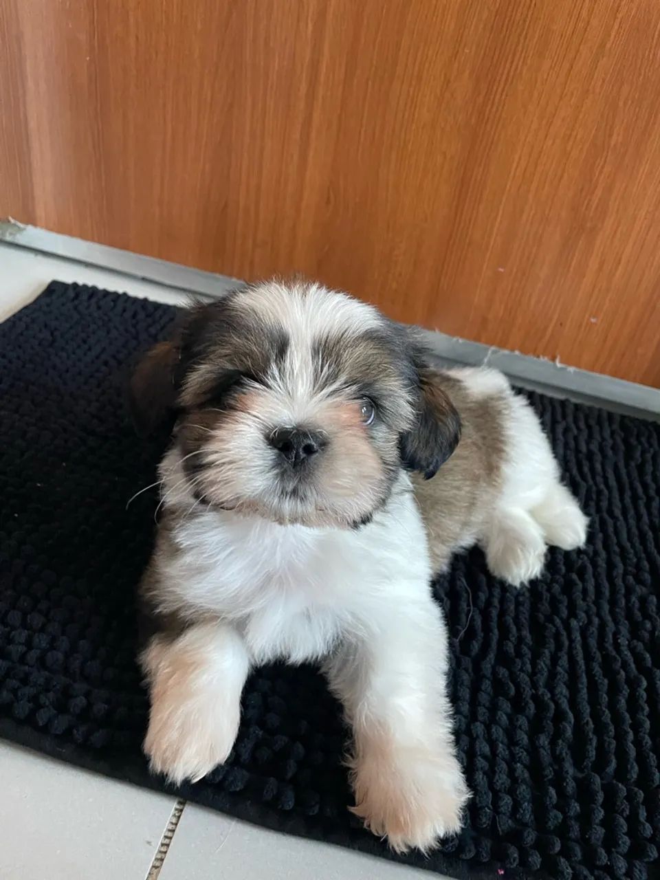 Shih tzu macho 