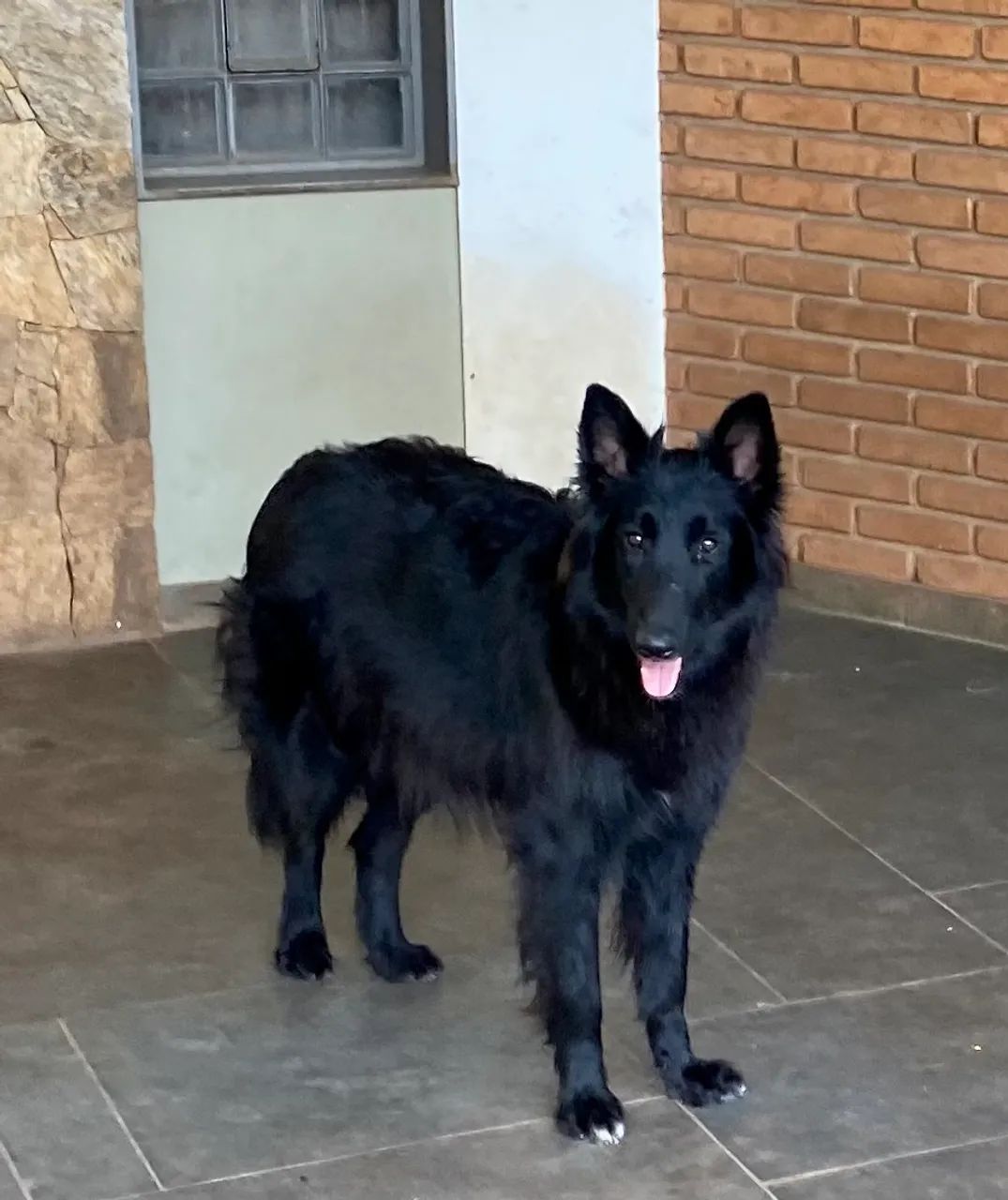 Filhotes de Pastor Belga Groenendael com Pedigree - Foto 4