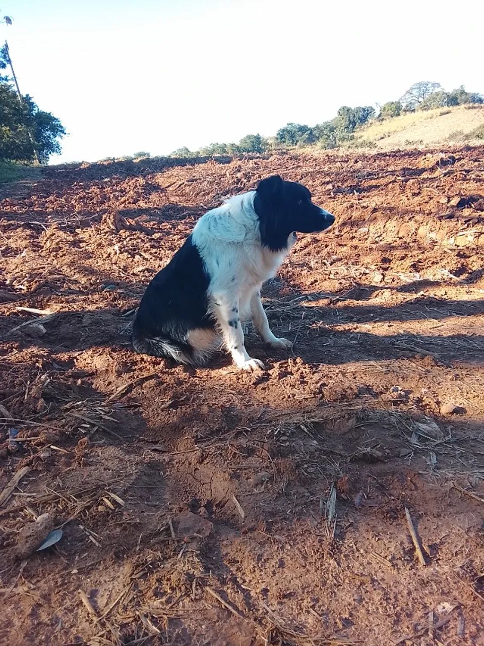 Border collie  - Foto 2