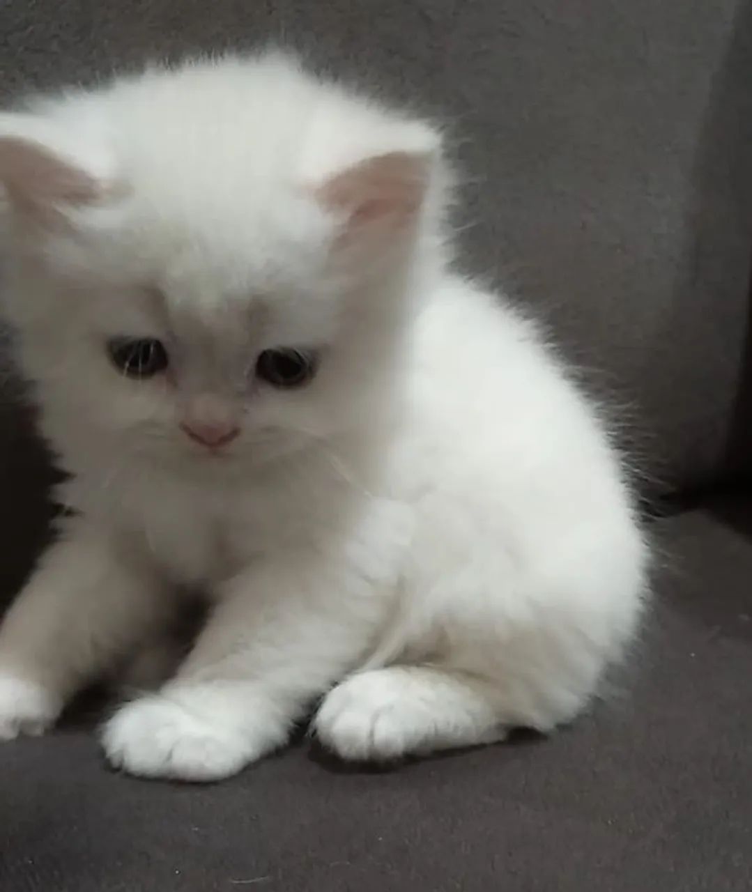 Gatos persa Chow  - Foto 3