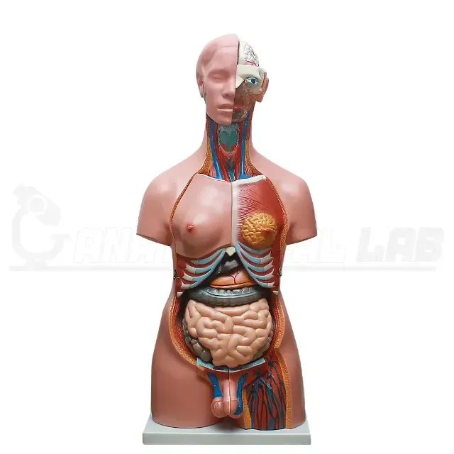 Modelo Anatômico Torso Humano Bissexual 85cm Anatomic (Desmontável) 