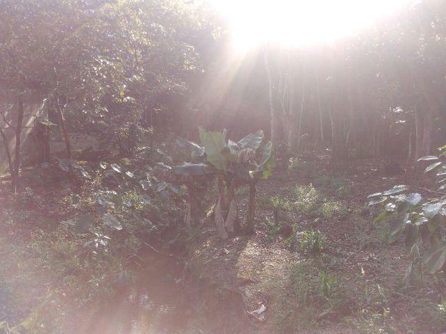 Chácara Linda Em Guaramirim - Foto 6