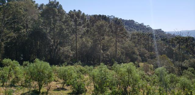 Sitio em Urubici/ chácara em Urubici /terra em Urubici - Foto 5