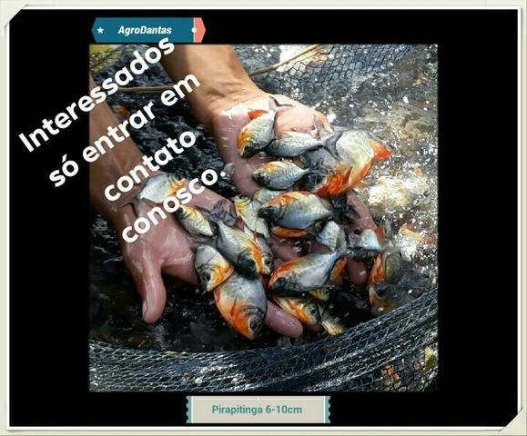 Pirapitingas