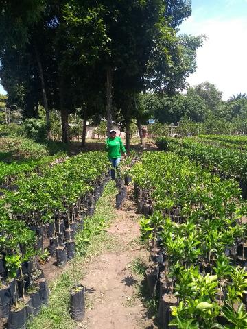 Plantas frutiferas