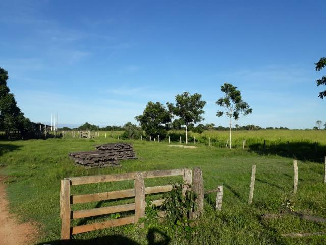 Fazenda Cultura na Beira Rio Araguaia. Araguatins-TO. - Foto 4