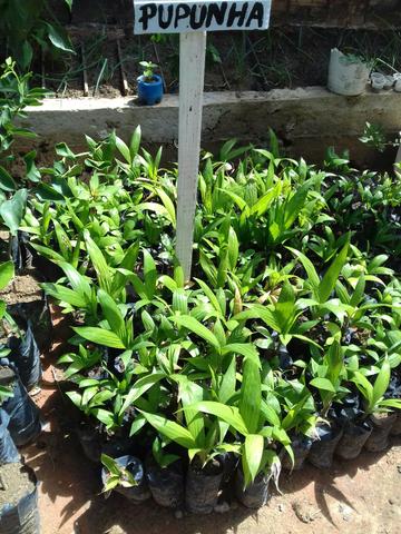 Frutiferas promoção - Foto 2