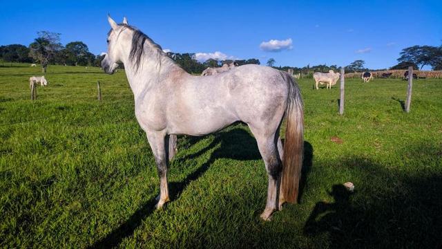 Garanhão Mangalarga Marchador