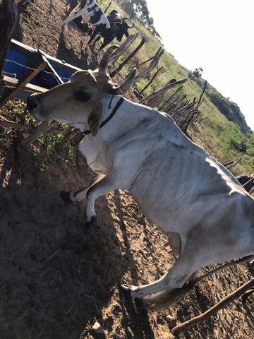Vacas leiteiras - Foto 6