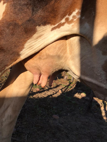 Vacas leiteiras - Foto 4