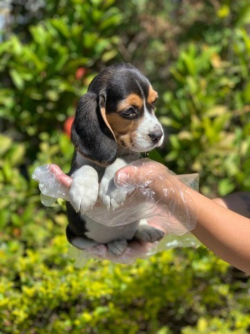 Beagle - belos babys em 12x sem juros!!!!
