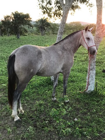 Potra mangalarga pura, marcha picada 