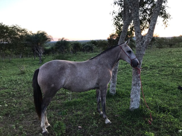 Potra mangalarga pura, marcha picada 